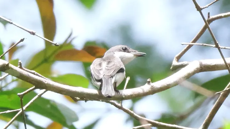 Black-winged flycatcher-shrike 黑翅鶲鵙
