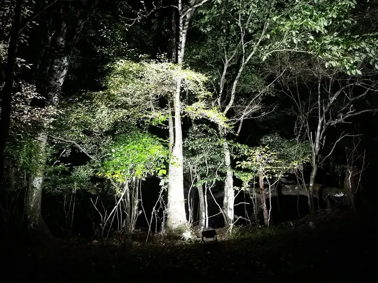 特地為一株四葉草打光