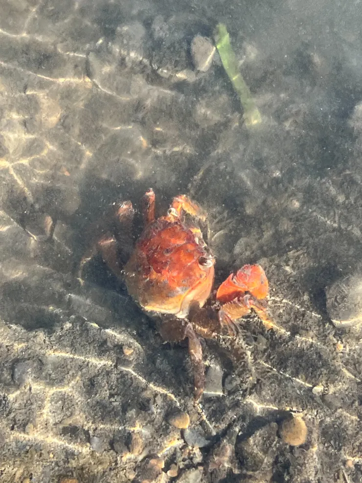 紅色的拉氏清溪蟹