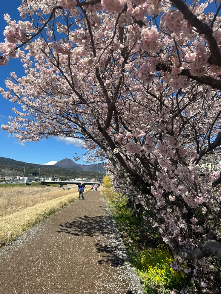 滿開但有點櫻吹雪