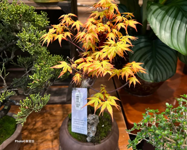 單是見到他們朝着光處伸出枝葉的姿勢，也覺得很有生氣。