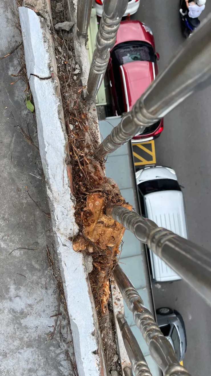 前面陽台因為已經跟欄杆包覆很難清除乾淨,只打算將主體讓其枯死不打算移除