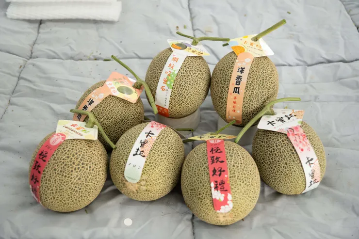 總共採收了 7 顆瓜瓜，農場還額外贈送 1 顆！好佛心！