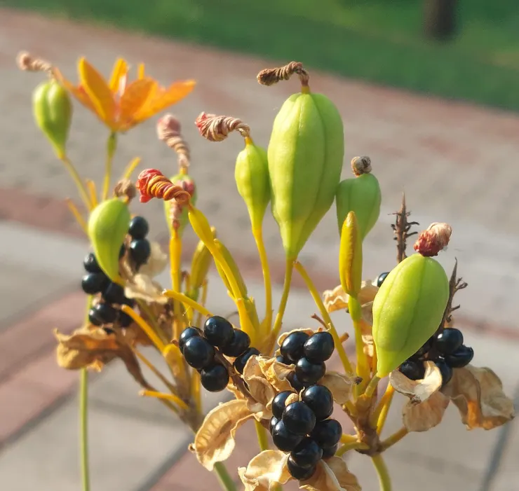 射干的蒴果就像是古人髮髻，上面擰成一個結。那個結其實是花瓣枯萎不落扭結而成。蒴果成熟後，會變褐色裂開，露出裡面有如黑莓的射干種子。種子具有一定毒性，不可食用。