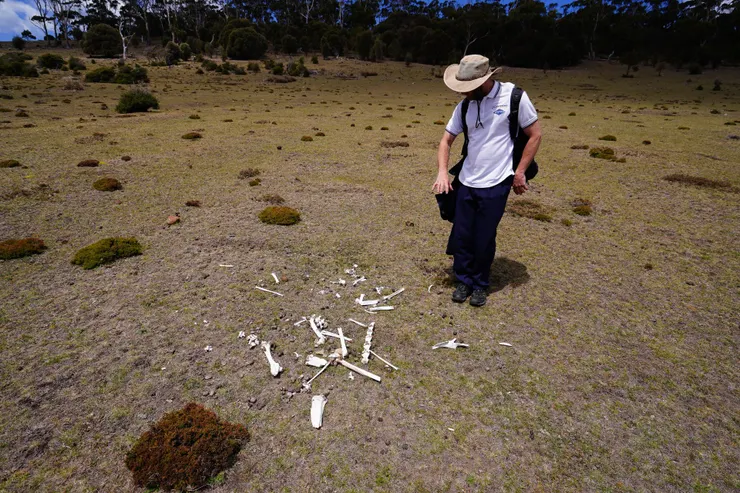又一隻袋鼠登天囉