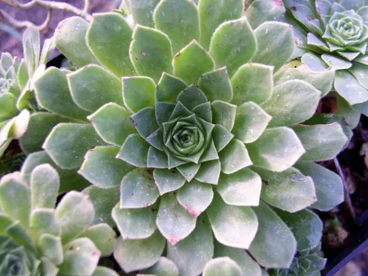 Aeonium aizoon