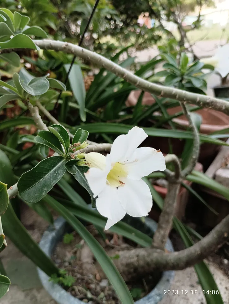 沙漠玫瑰自拍攝