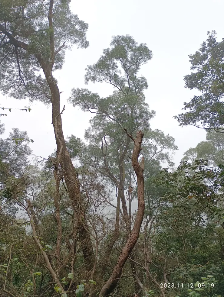 高樹匿隱三角點，自拍