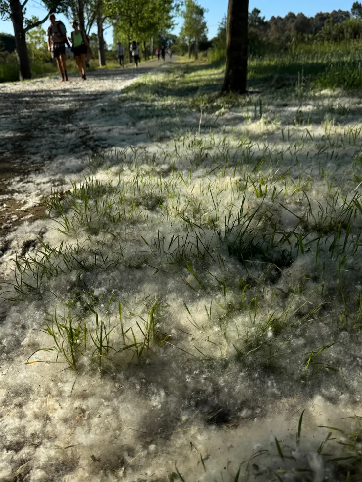 像棉花一樣的東西在天空飛，路旁草地上堆滿地