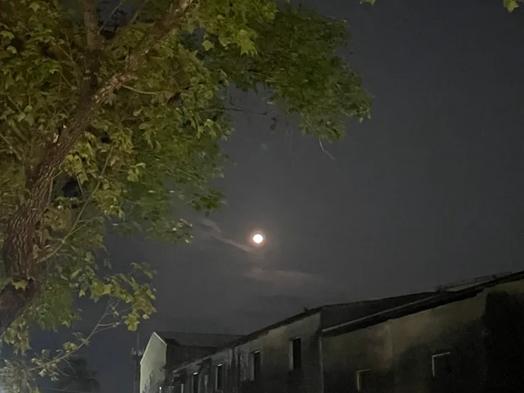 餐廳旁的老樹和月色。