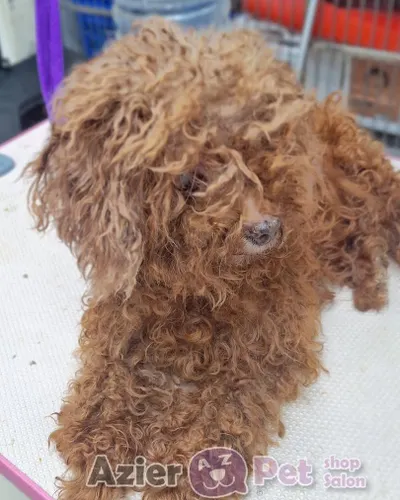 【🐩美容造型】拖把小可愛大變身