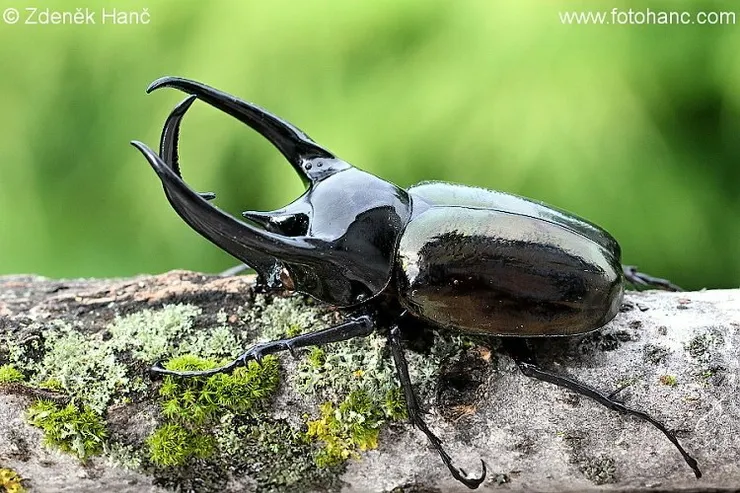 © Zdeněk Hanč 的觀察紀錄