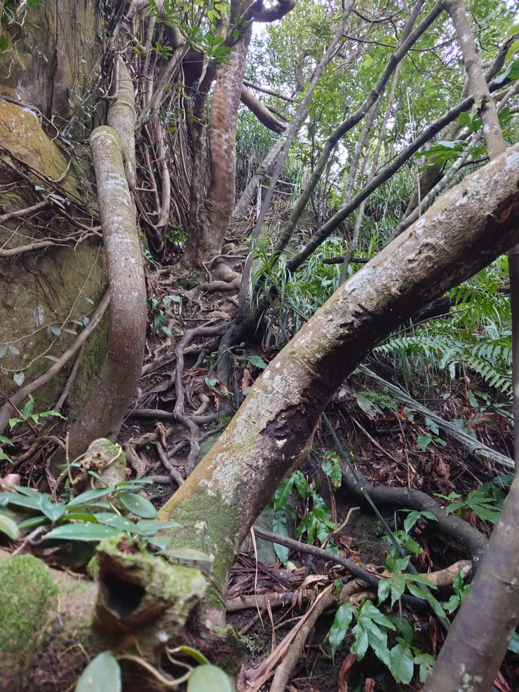 樹根多且牢固，不必擔心折斷或踩斷，踩穩抓穩平常心攀爬即可