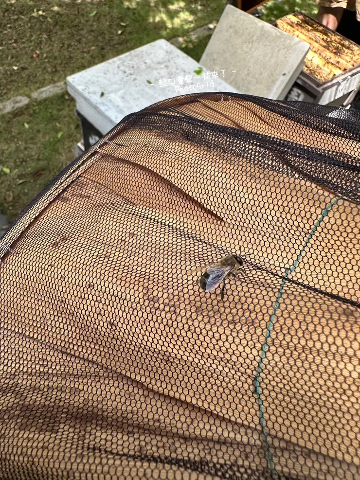 農場主人給我們一隻蜜蜂抓,是弱弱的雄鋒。