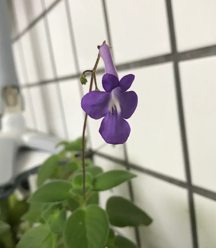 2024/2/26 陽台的海豚花綻放花顏