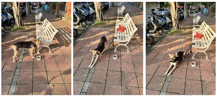 在路邊吃喝、伸懶腰、趴下的過程