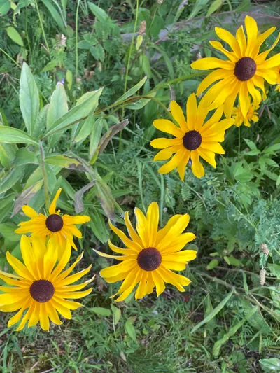 花好月圓慶中秋