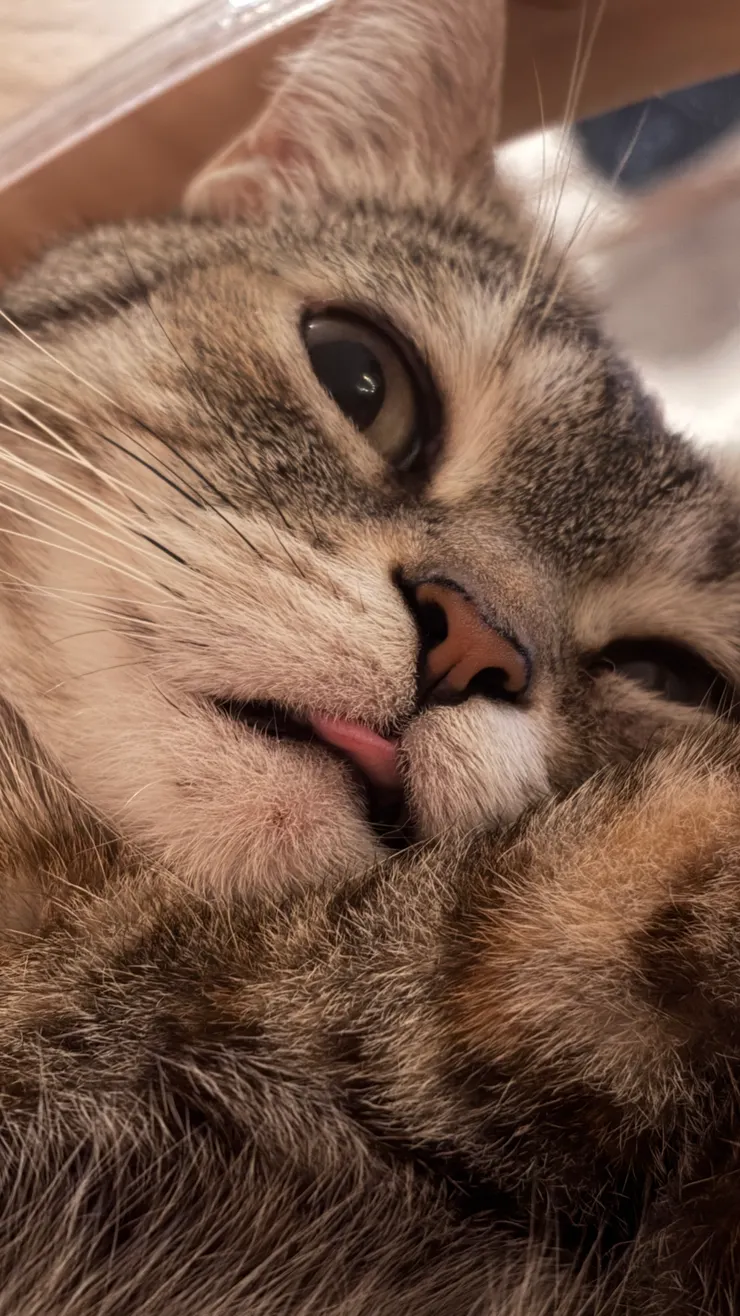 虎斑公主日常啾咪照