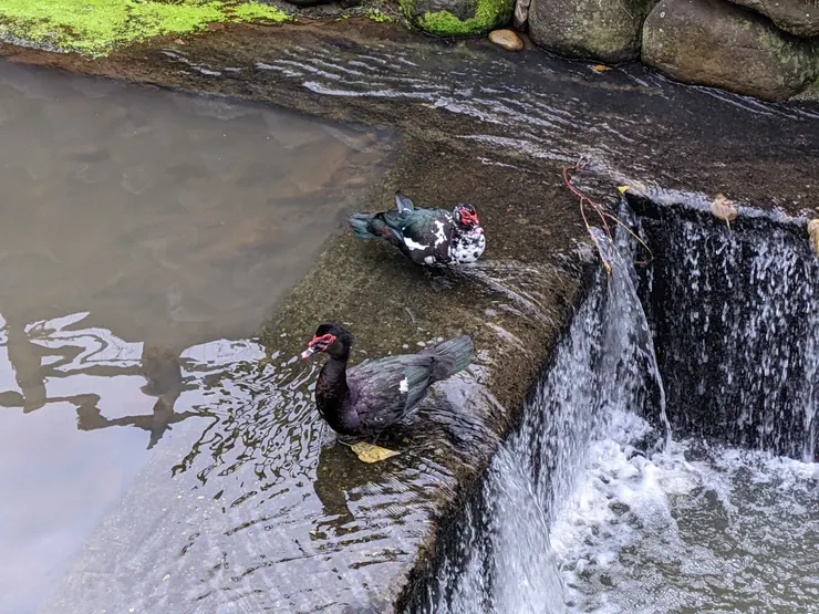 牠們是如何下去的！？