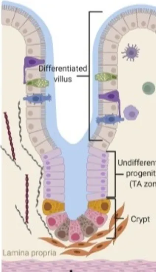 絨毛間的隱窩(crypt)