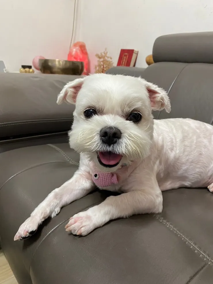 脖子上的串珠項圈是我幫她做的❤️