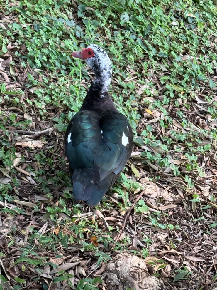 2026/04/14 散步時遇到的鴨子