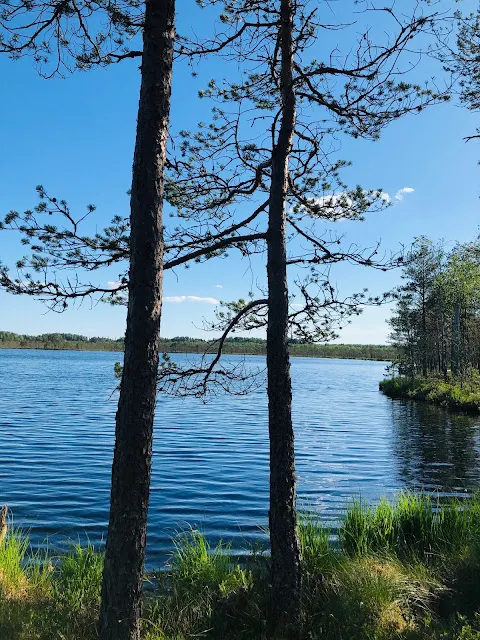 寧靜又美麗的沼澤湖