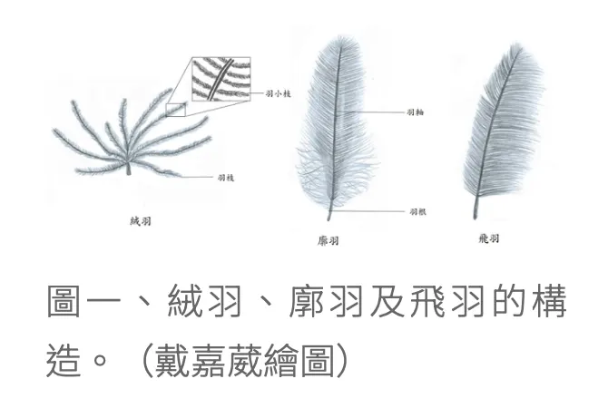 示意圖。來自戴嘉葳. (n.d.). 絨羽、廓羽及飛羽的構造 [Illustration]. 科普推廣. https://www.biodiv.tw/zh_popscience-20210708145241​``【oaicite:0】``​.