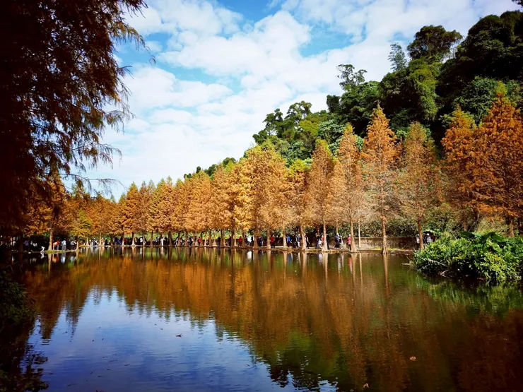 中央的湖泊映出整片落羽松林的倒影，感覺像是到了國外一樣