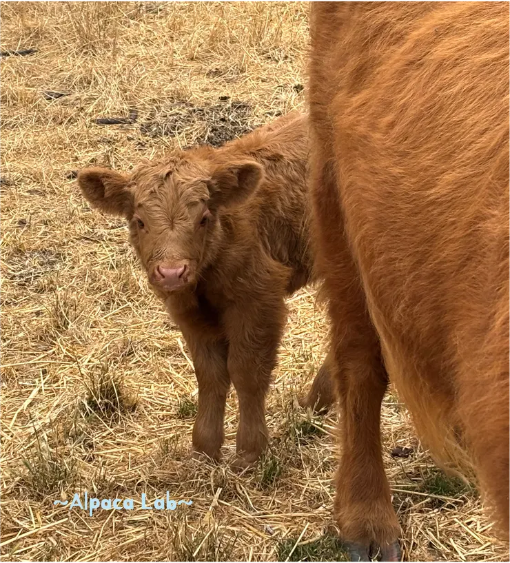 初生之犢,怎麼看起來很怕生