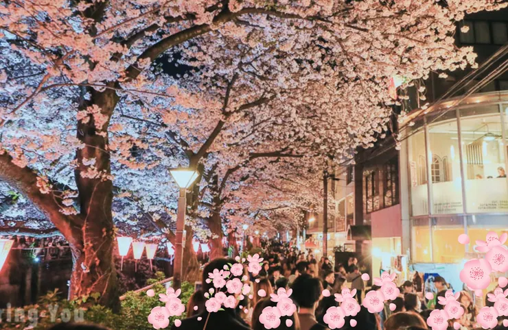 中目黑夜櫻(網路截圖)