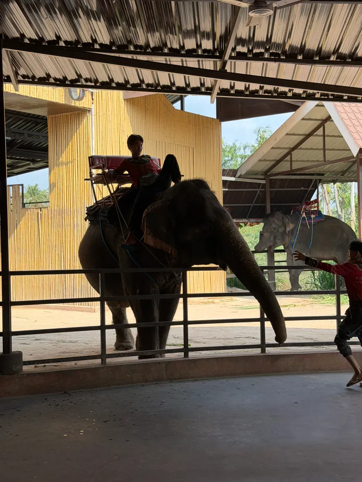 騎大象，我反對！