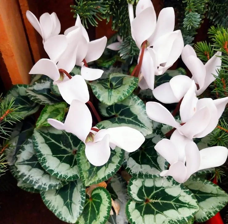 仙客來(Cyclamen persicum)