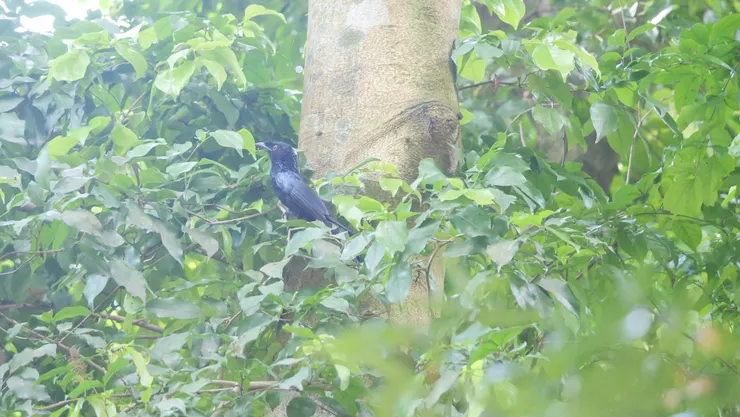 拍攝地點在Botanic Garden