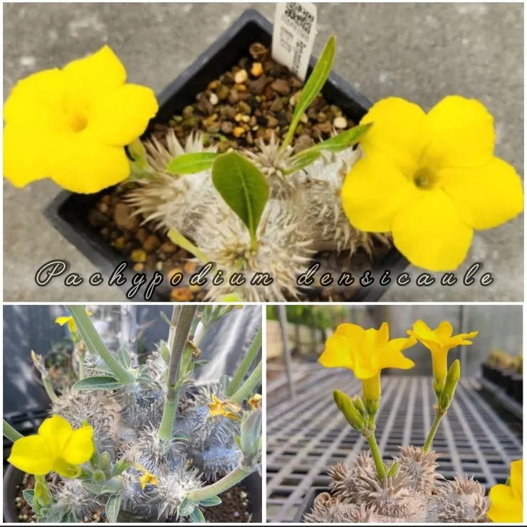 惠比須大黑Pachypodium densicaule