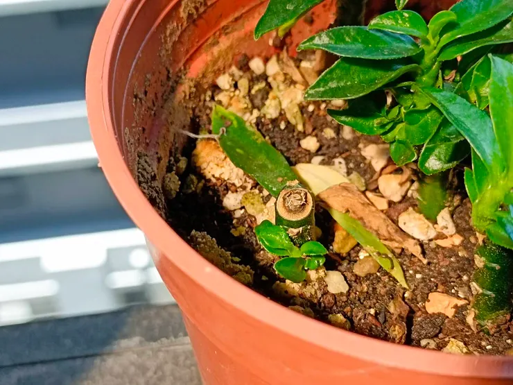 如果是沒有頂芽的枝條,會從側邊會截口處長出新芽