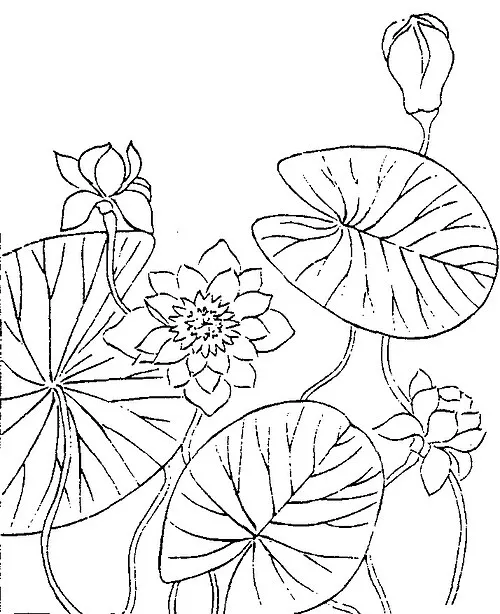 植物名實圖考．子午蓮