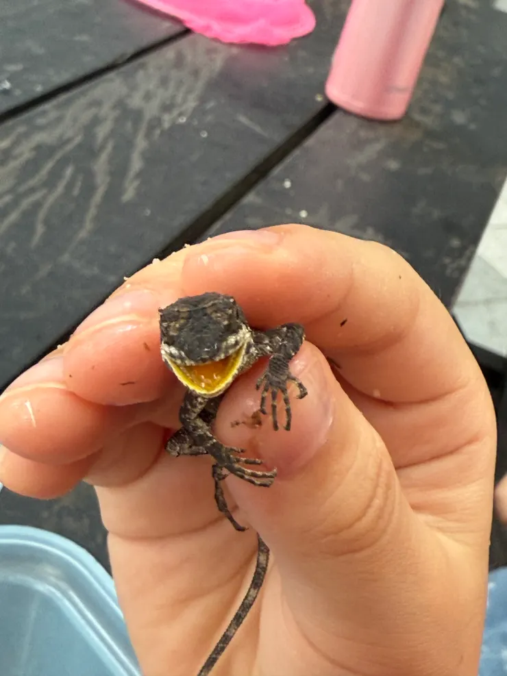 2025/09/29 山上壁虎