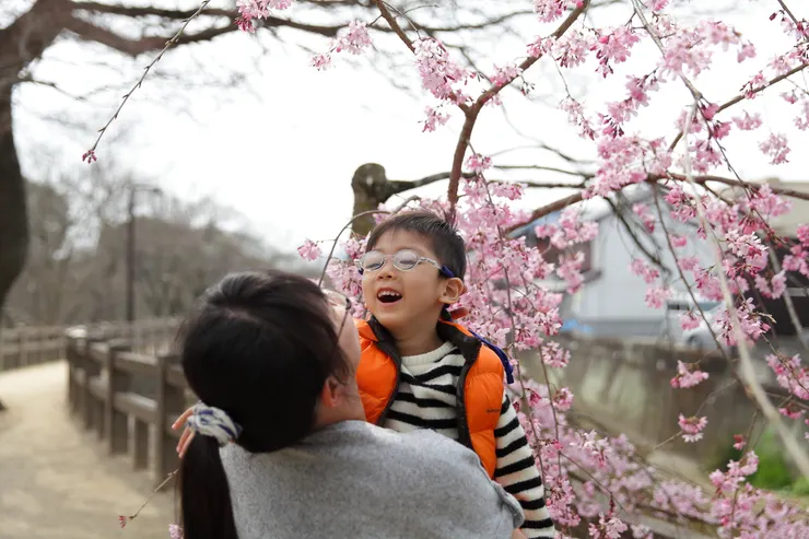 賞櫻~帶行動不便的孩子旅行不簡單卻可樂在其中。