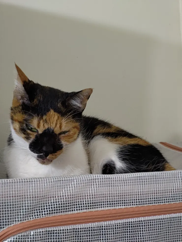 貓女王朱鼻貼一世厭世照攝於2025.08寢宮