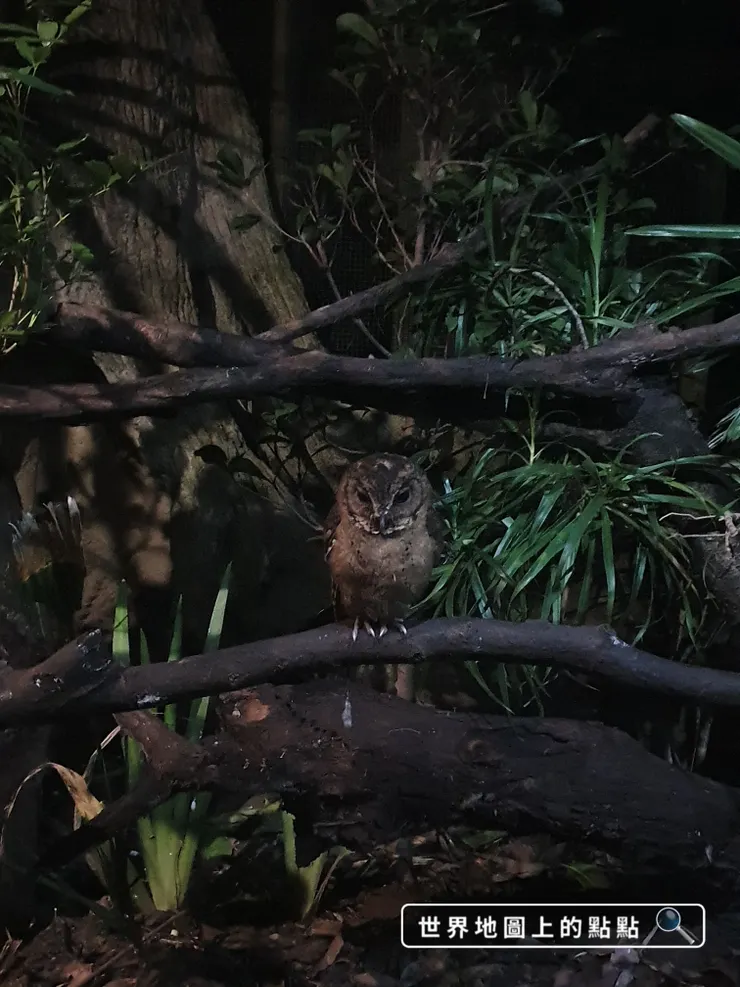 徒步小徑可以近距離觀賞夜間動物