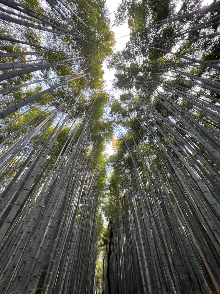 嵯峨野竹林小徑