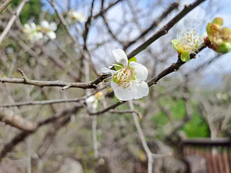 未見花朵綻放的枝枒