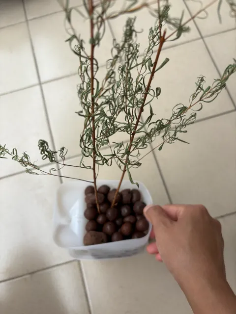 很可愛的澳洲茶樹,懨懨一息中。