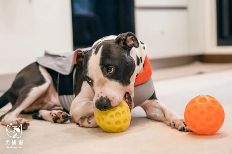 可愛的狗狗在玩玩具