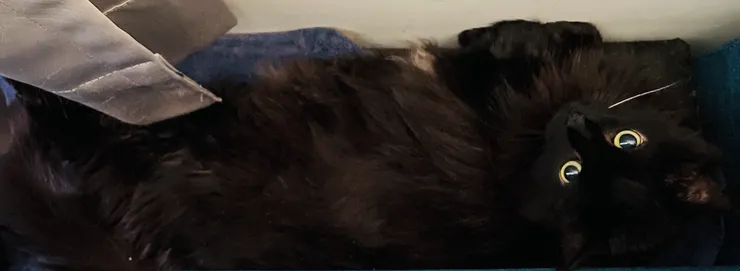 黑黑:奴才,還不趕快來抱抱。