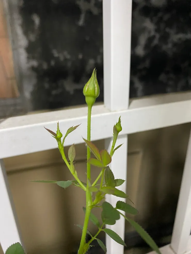 三個花苞就像三叉戟🔱