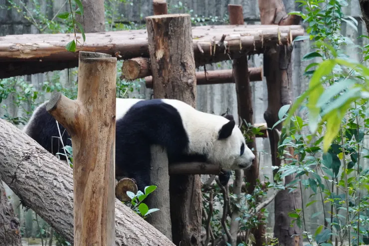 難得照到清楚的熊貓身影