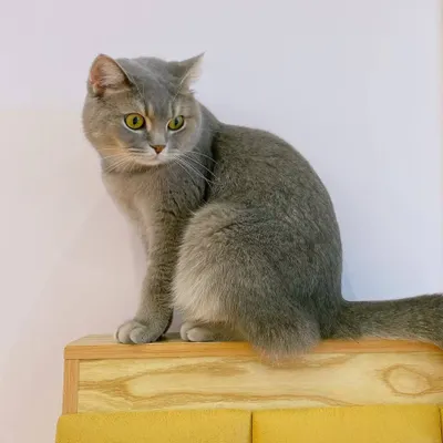 妮的人生研究所的沙龍