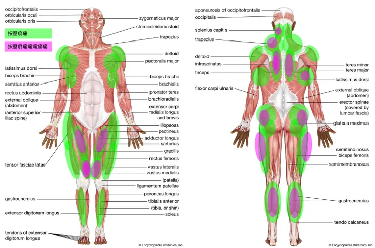 這是沒在運動的我,剛開始按壓時身體痛與痛爆的部位,難怪練跑初期問題一堆🙈